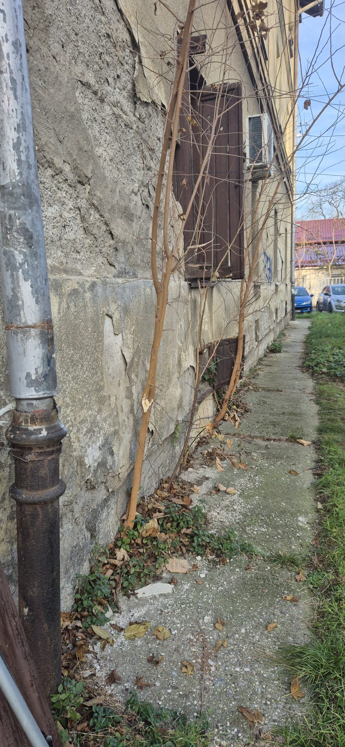 AMS Servis za čišćenje