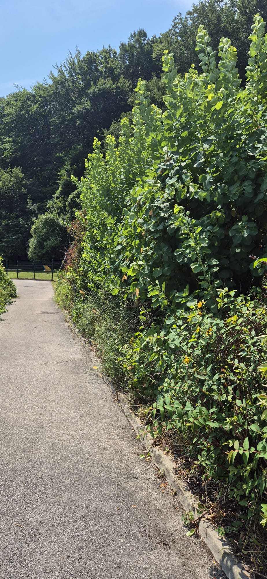 AMS Servis za čišćenje